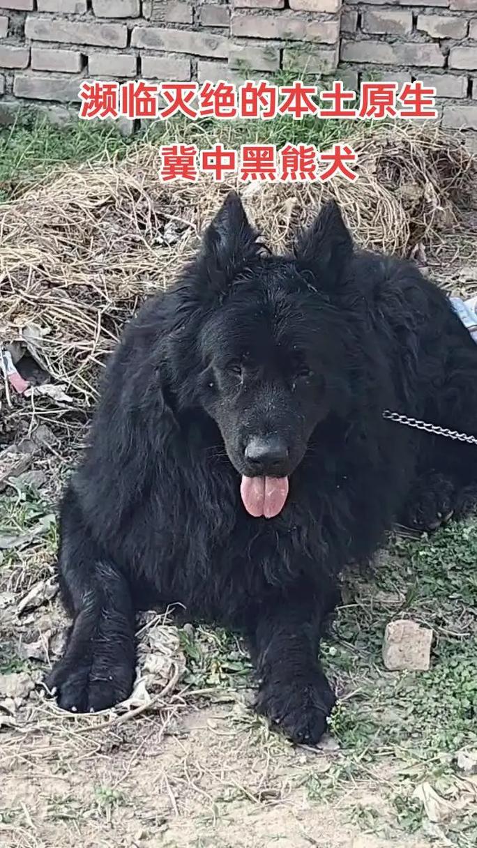 黑熊犬什么颜色最贵