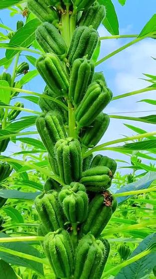 芝麻上树节节高