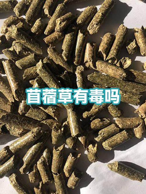 苜蓿草有毒吗