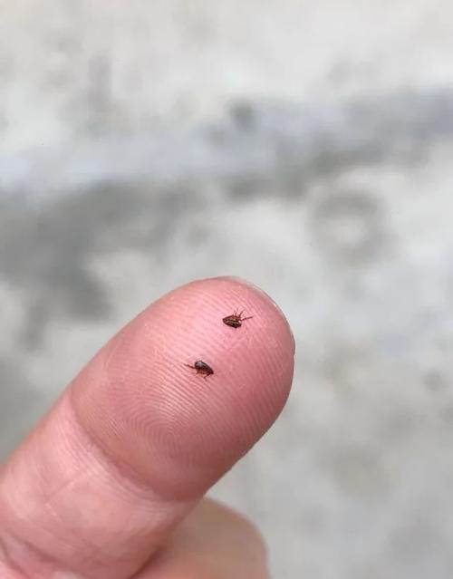 去跳蚤最简单的土方法