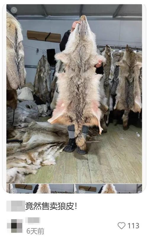 狼皮代码