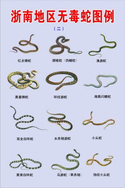 扫一扫图片识别蛇游戏截图