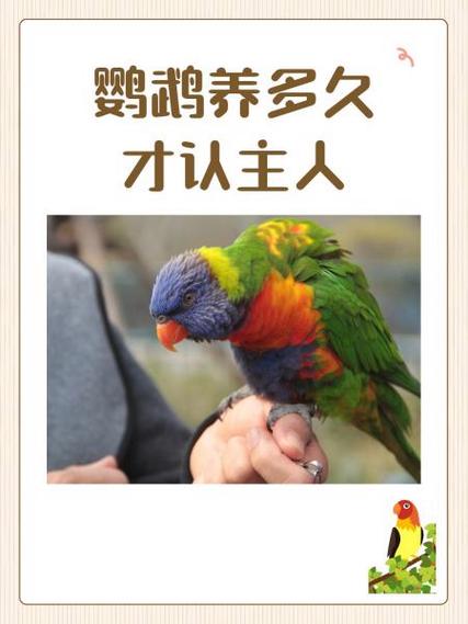 鹦鹉进宅的八大预兆