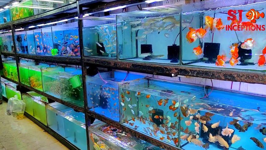 附近的观赏鱼店截图