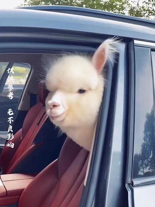 羊驼是臭吗