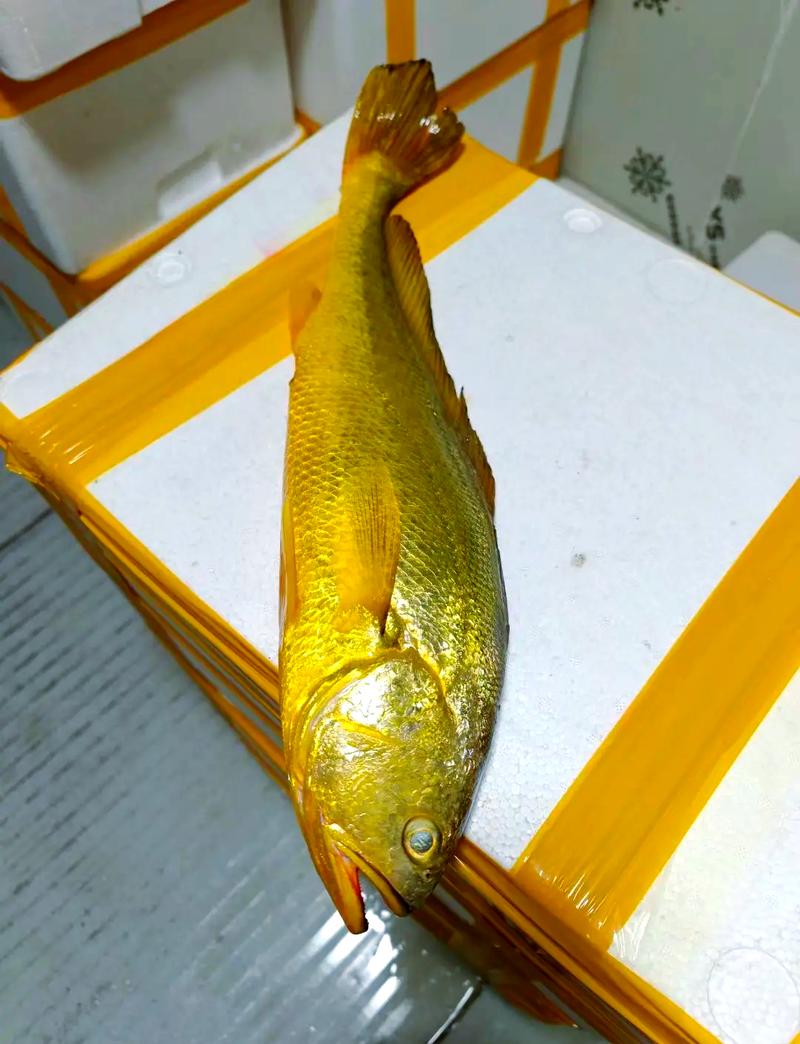黄鱼