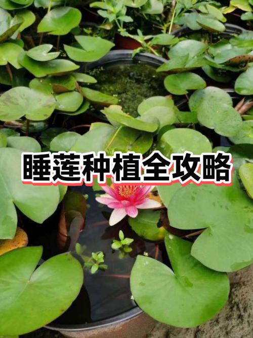 睡莲种植步骤缩略图