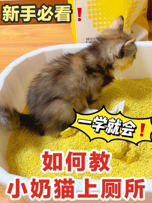 如何让猫不乱拉屎