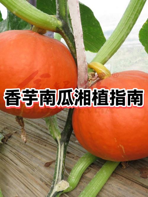 香芋南瓜的种植方法和时间