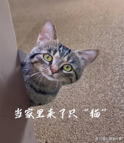 放什么东西猫就不敢靠近