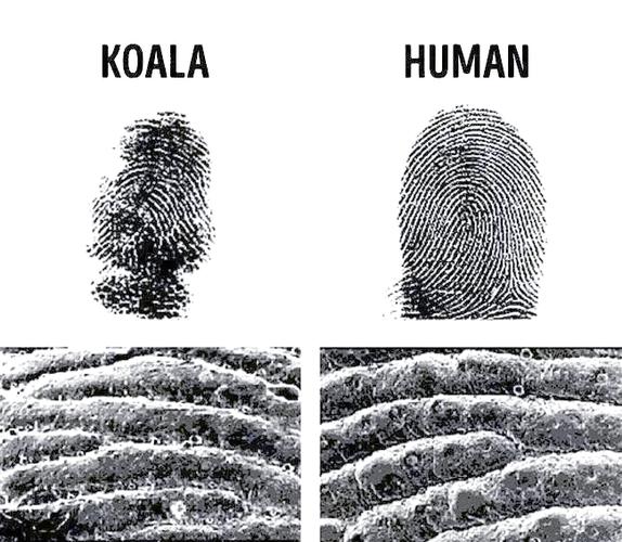 怎样使指纹明显