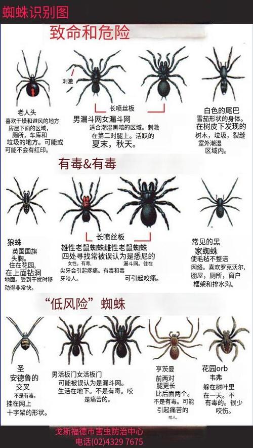 100种蜘蛛大全