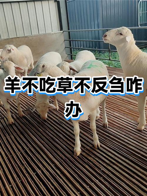 羊不吃不喝不反刍怎么办