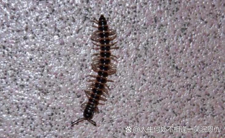 爬虫是什么意思