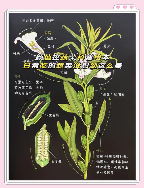 吃芝麻饼有什么好处截图