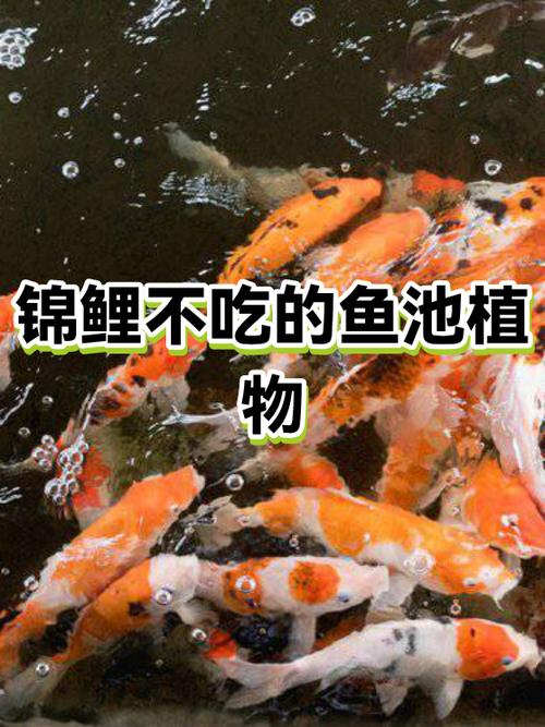 锦鲤吃不吃水榕