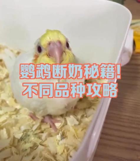 鹦鹉断奶最忌三个东西游戏截图