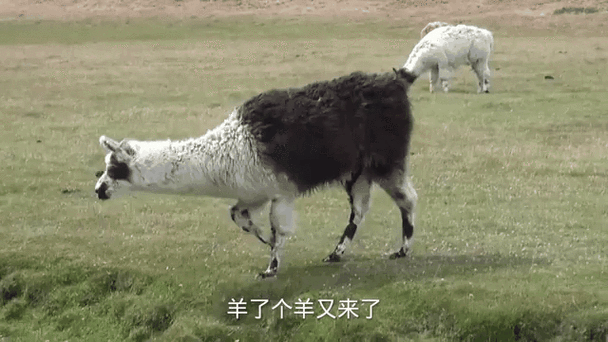 一声羊来