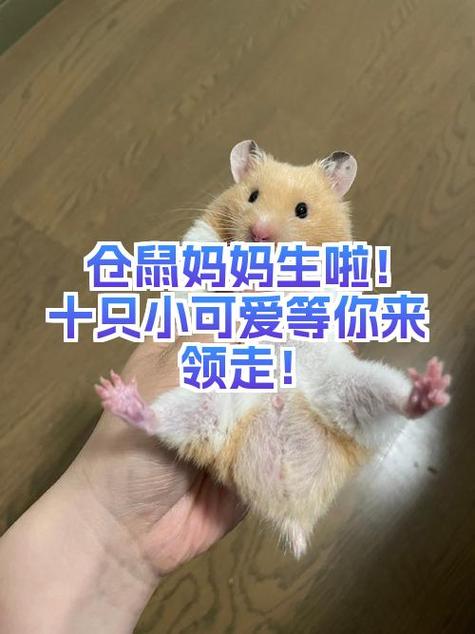 仓鼠咬笼子怎么办制止游戏截图