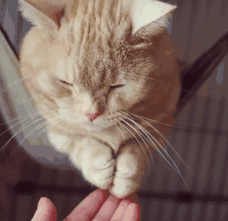 猫爪心心动态图