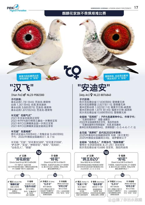 金箭和赛鸽一个档次吗