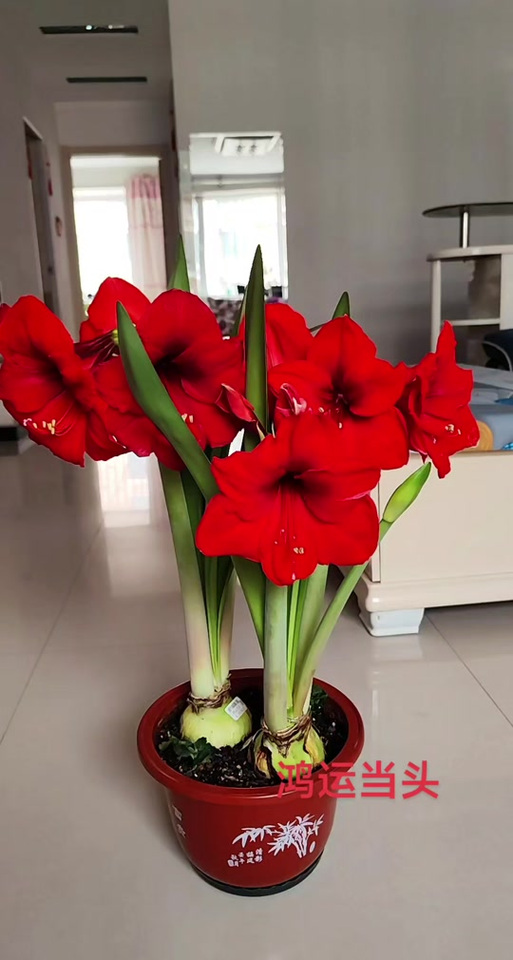 鸿运当头花怎样才红