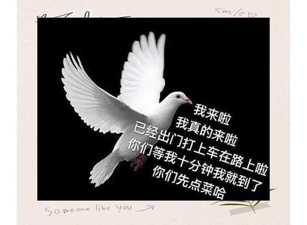 保护鸽子的宣传语