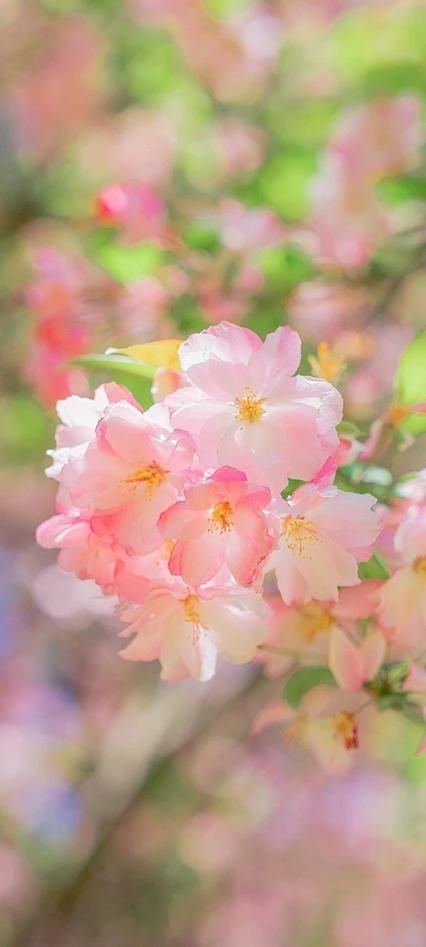 魅族22海棠花壁纸下载截图