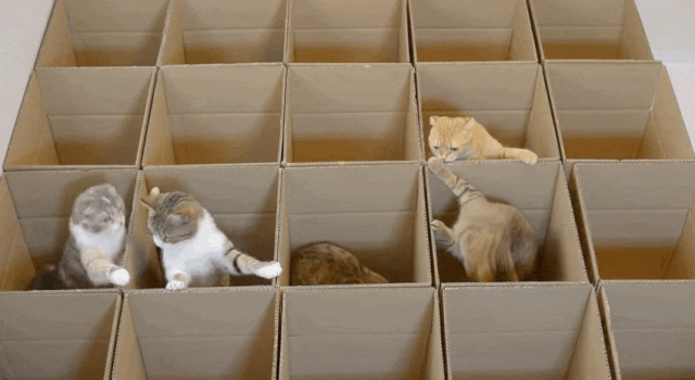 猫从箱子里跳出来的动图