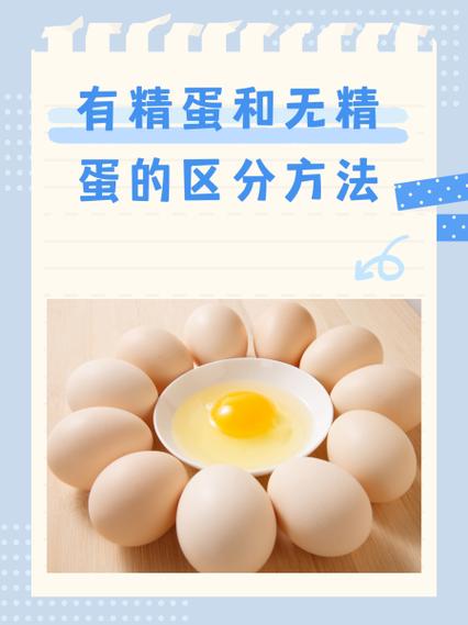 无精蛋和有精蛋的区别