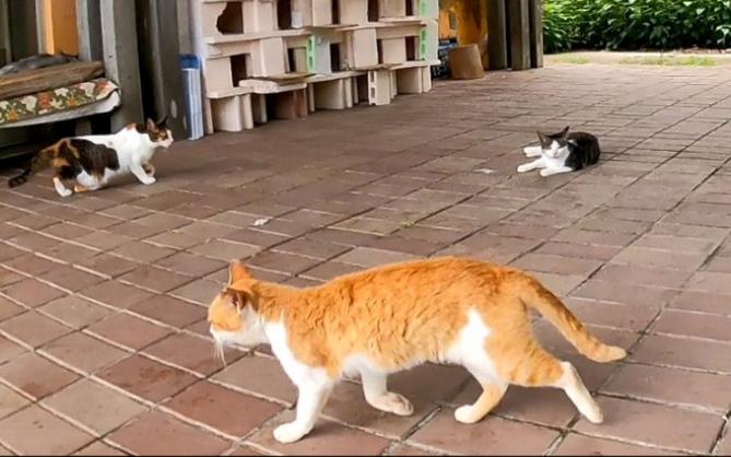 流浪猫最多的地方
