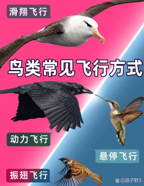 飞行中小鸟撞到怎么办图标