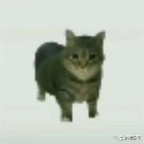 Kⅰ猫