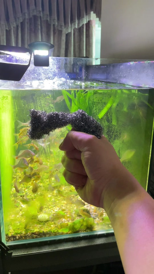 鱼缸里长青苔怎么处理