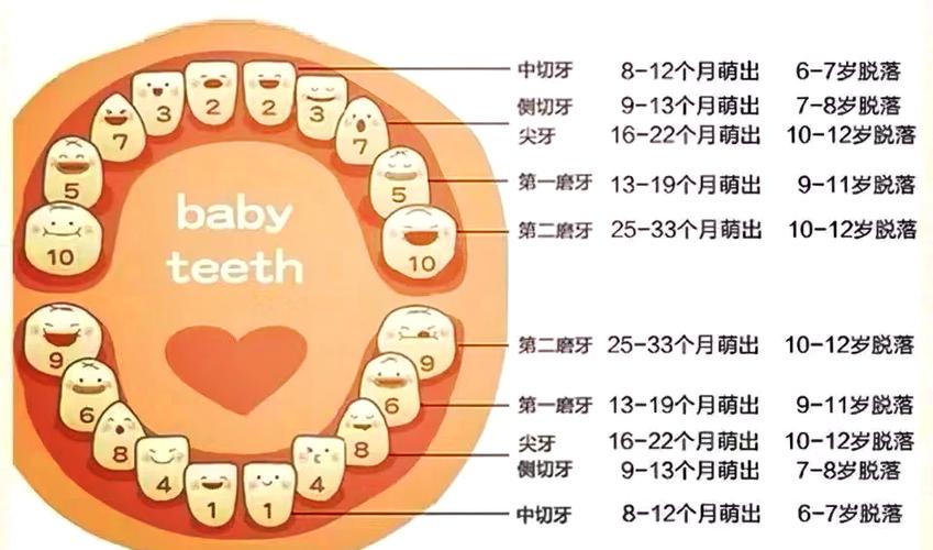 小孩换牙是全部牙都会换掉吗截图