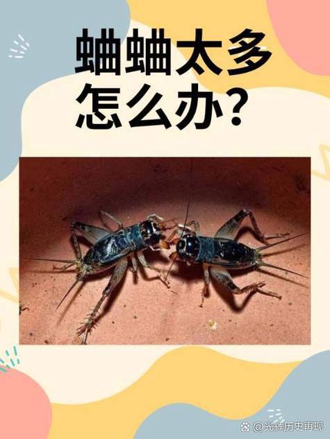 有一只蟋蟀在家里叫,好不好截图