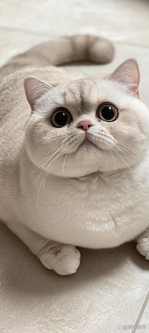 可爱的小肥猫