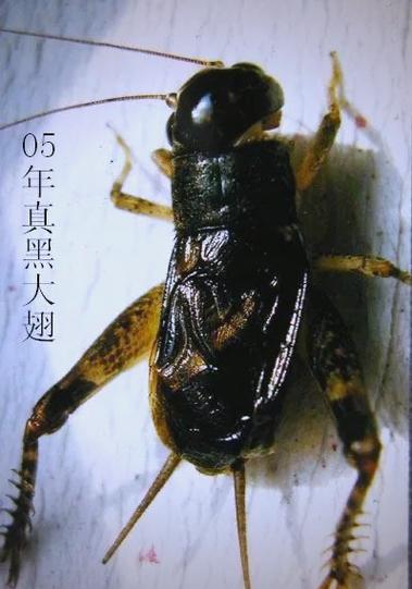 蟋蟀翅子怎么挑选