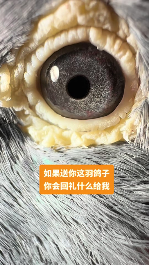信鸽直播