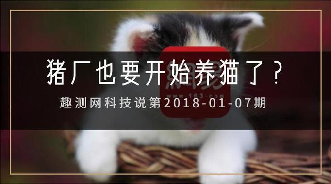 叮当区块养猫平台