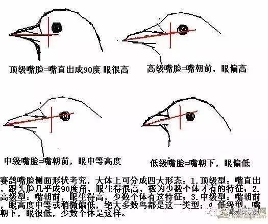 鸽子鉴别公母绝招