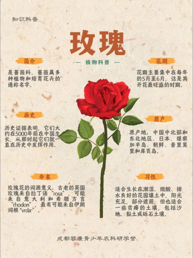 玫瑰花是吉花还是凶花