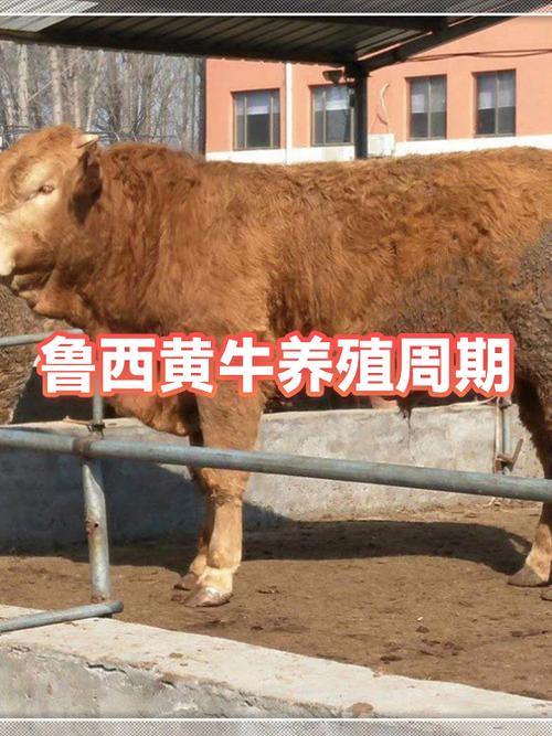 黄牛养殖周期