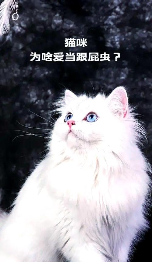 猫咪一直对着你叫还跟着你游戏截图