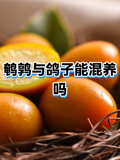 小孩吃鸽子好还是吃鹌鹑好
