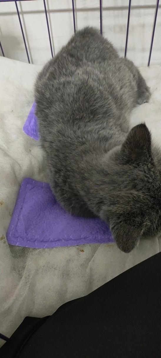 猫瘟第八天了还有危险么截图