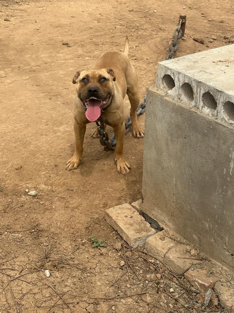 比特犬什么时候长头