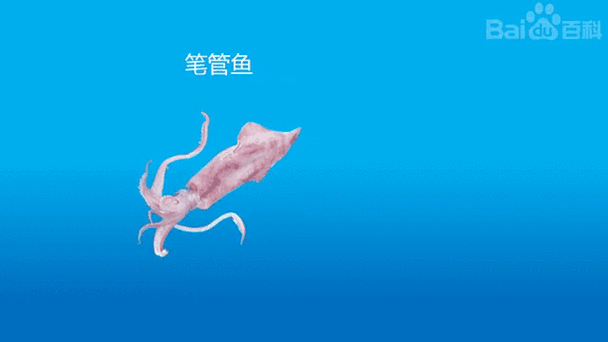 美国笔管鱼青岛代理图标