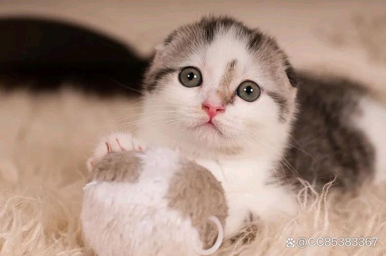 折耳猫的正确养法缩略图