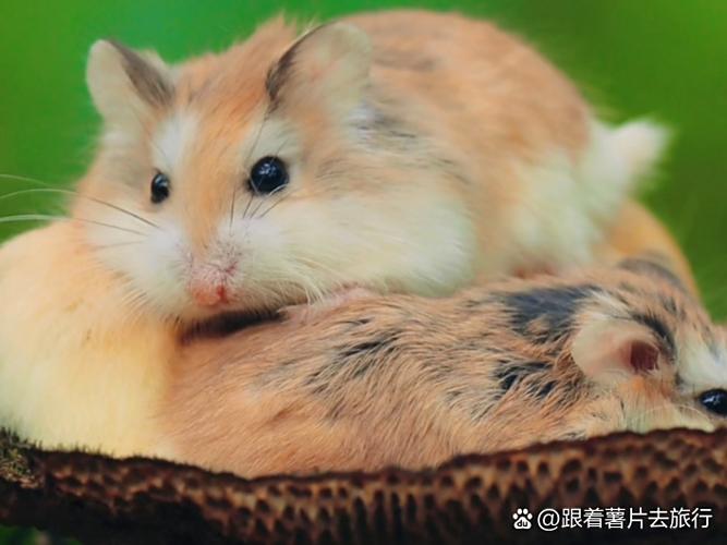 仓鼠叫的声音播放图标